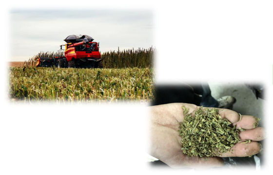 THC এক্সট্রাকশন CBD এক্সট্রাকশন মেশিন, ক্ষুদ্র স্কেল CBD এক্সট্রাকশন সরঞ্জাম